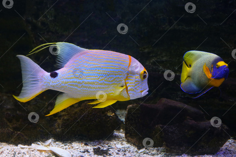 Скачать Окунь ( Symphorichthys spilurus) под водой фотосток Ozero