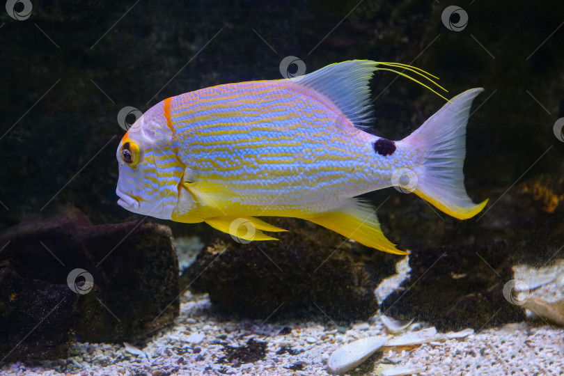 Скачать Окунь ( Symphorichthys spilurus) под водой фотосток Ozero