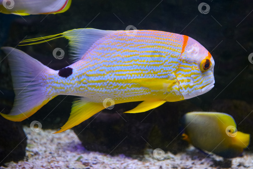 Скачать Окунь ( Symphorichthys spilurus) под водой фотосток Ozero