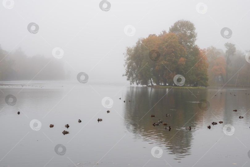 Скачать Утренний туман над озером. фотосток Ozero