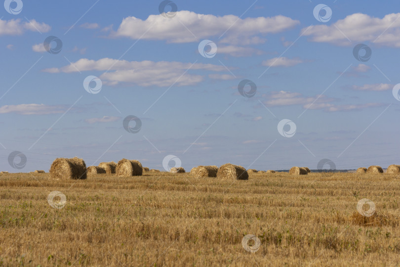 Скачать Желтое зерно, готовое к сбору урожая, растет на фермерском поле фотосток Ozero