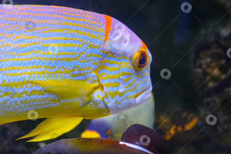 Скачать Рыба-окунь (Symphorichthys spilurus) под водой фотосток Ozero