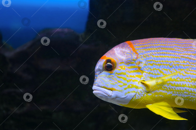 Скачать Окунь ( Symphorichthys spilurus) под водой фотосток Ozero