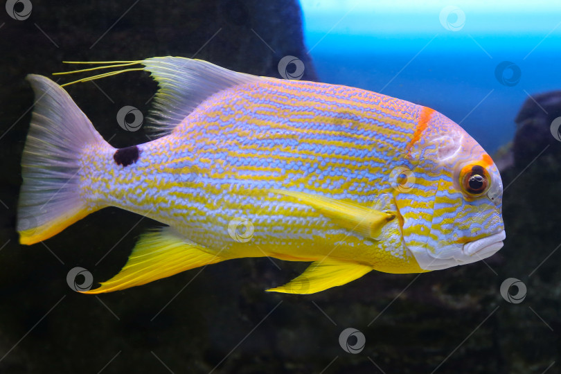 Скачать Окунь ( Symphorichthys spilurus) под водой фотосток Ozero