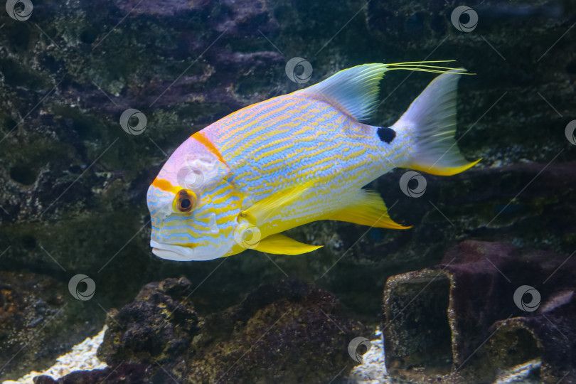 Скачать Окунь ( Symphorichthys spilurus) под водой фотосток Ozero