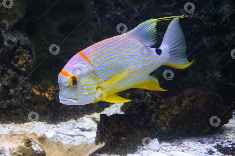 Скачать Окунь ( Symphorichthys spilurus) под водой фотосток Ozero