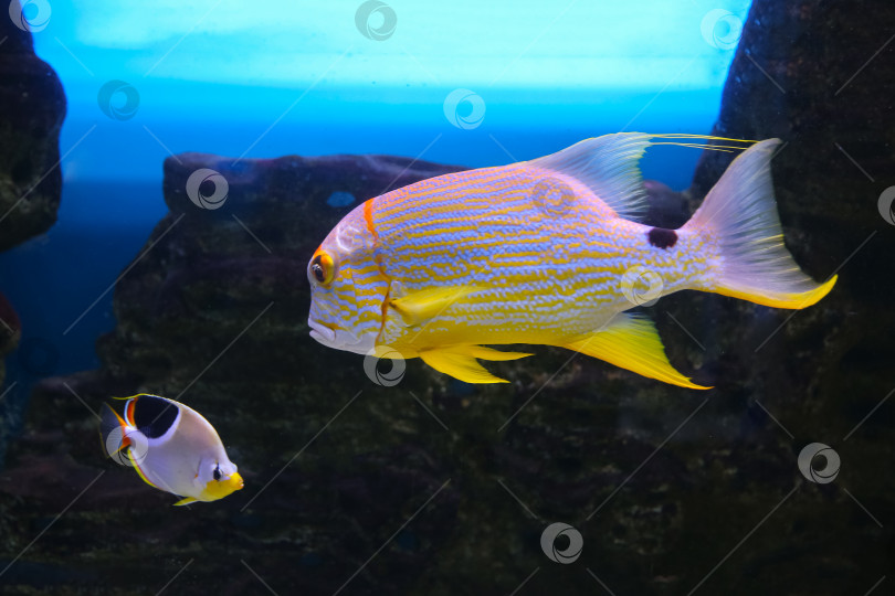 Скачать Окунь ( Symphorichthys spilurus) под водой фотосток Ozero