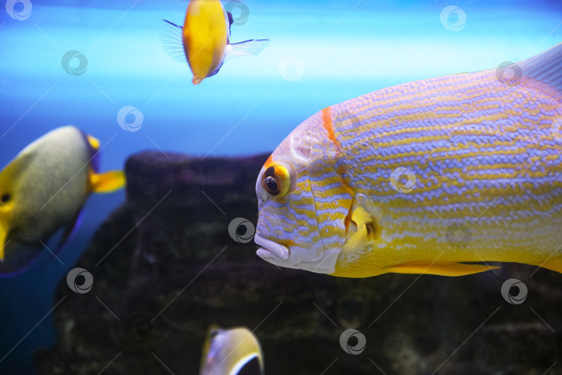 Скачать Окунь ( Symphorichthys spilurus) под водой фотосток Ozero