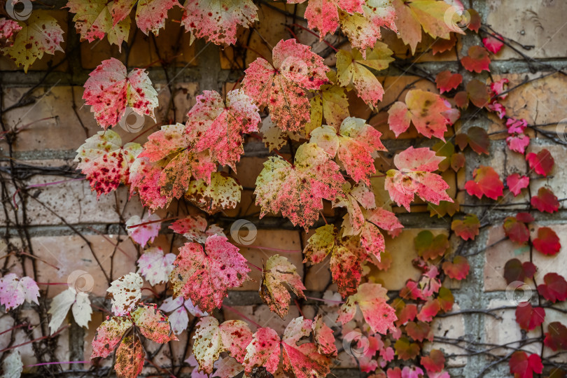 Скачать Осенняя листва бостонского плюща Parthenocissus tricuspidata, покрывающая старую кирпичную стену, - естественная декоративная растительность, создающая деревенскую текстуру. фотосток Ozero