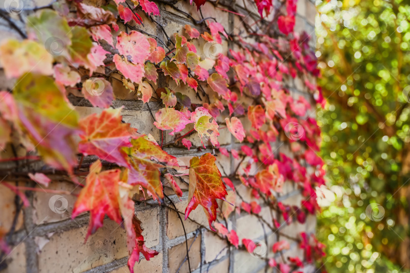 Скачать Японская лиана Parthenocissus tricuspidata с ярко-красной листвой покрывает кирпичную стену, создавая естественный декоративный дизайн в осенний сезон. фотосток Ozero