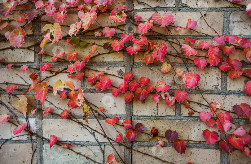 Скачать Крупный план бостонского плюща Parthenocissus tricuspidata с красными осенними листьями, растущего на кирпичной стене, на фоне естественного сезонного городского декора. фотосток Ozero