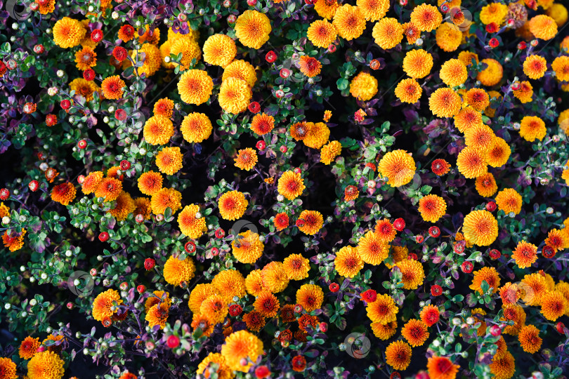 Скачать Яркая хризантема Multiflora Molfetta Orange цветет яркими оранжевыми лепестками в саду, окруженная зеленой листвой и мягким фоном. фотосток Ozero