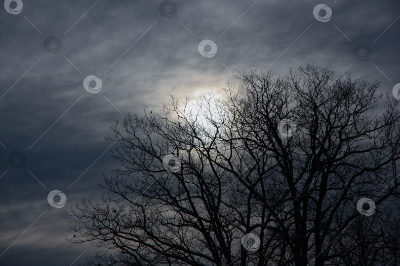 Скачать Ночной пейзаж, лунный свет сквозь ветви дерева фотосток Ozero