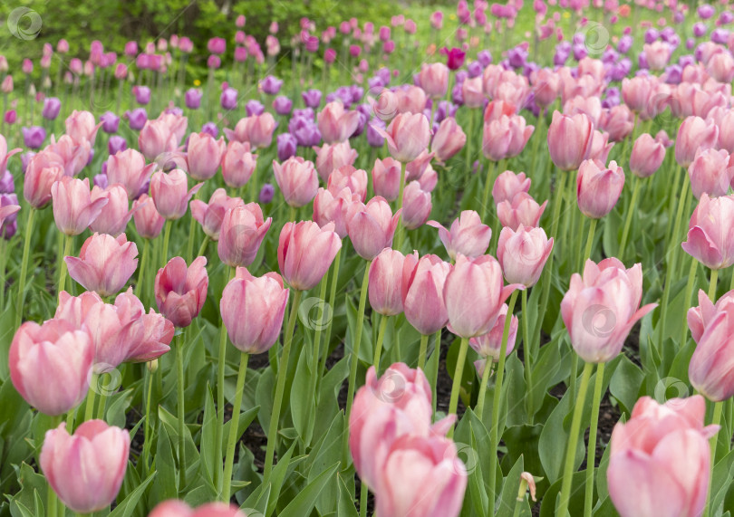 Скачать Поле прекрасных розовых и фиолетовых тюльпанов весной фотосток Ozero