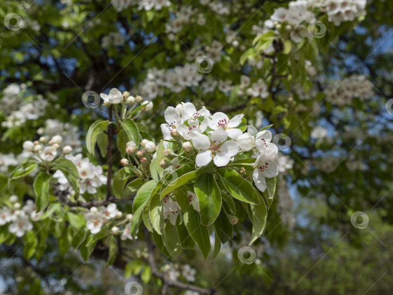 Скачать Яблоня цветет весной на белом фоне фотосток Ozero