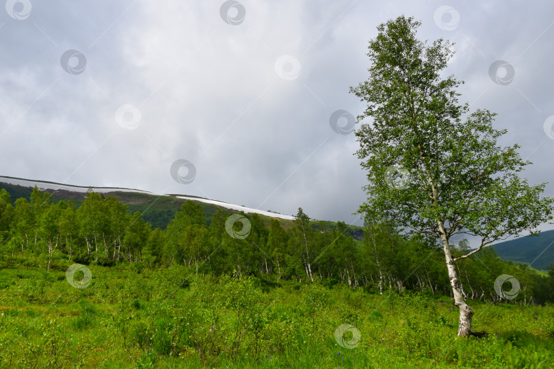 Скачать Таёжный пейзаж фотосток Ozero