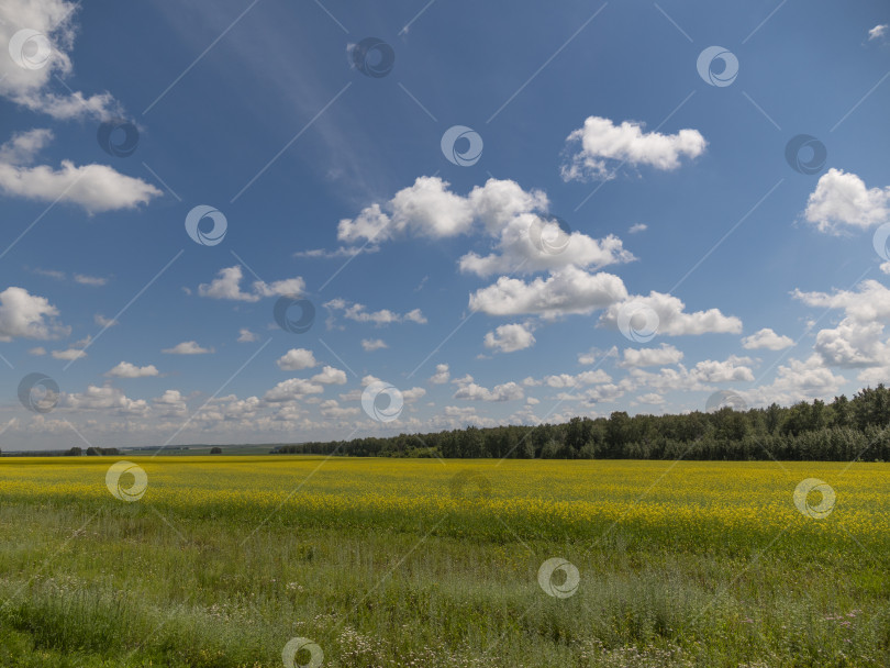 Скачать Желтое зерно, готовое к сбору урожая, растет на фермерском поле фотосток Ozero