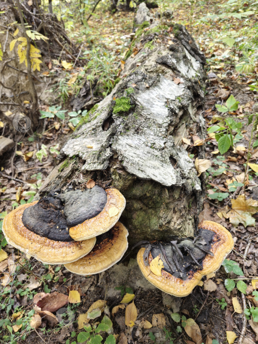 Скачать Фомес подстрекатель фотосток Ozero