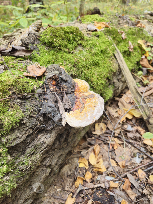 Скачать Фомес подстрекатель фотосток Ozero