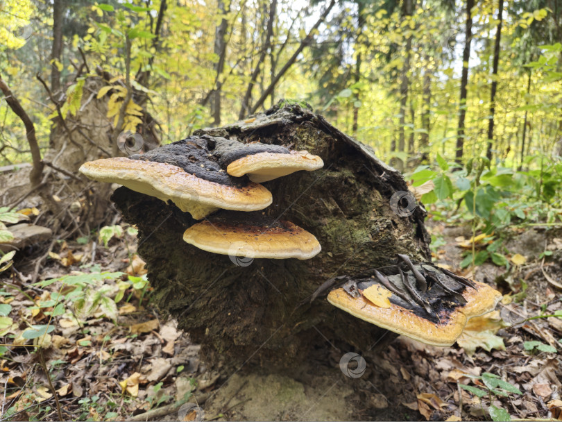 Скачать Фомес подстрекатель фотосток Ozero