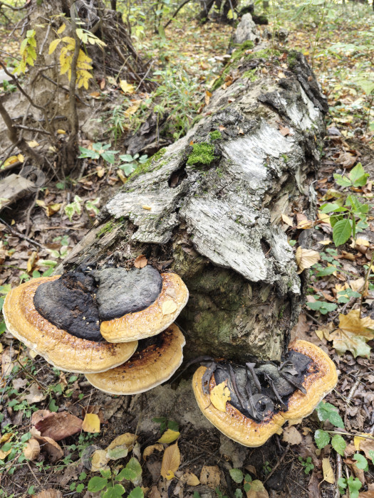 Скачать Фомес подстрекатель фотосток Ozero