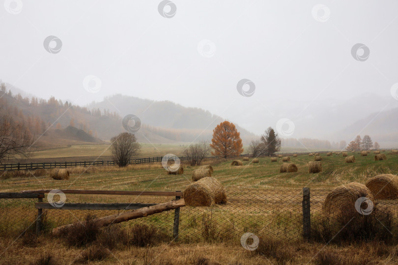 Скачать Колхоз, сельский дождливый осенний пейзаж. фотосток Ozero