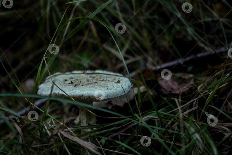 Скачать гриб в лесу фотосток Ozero