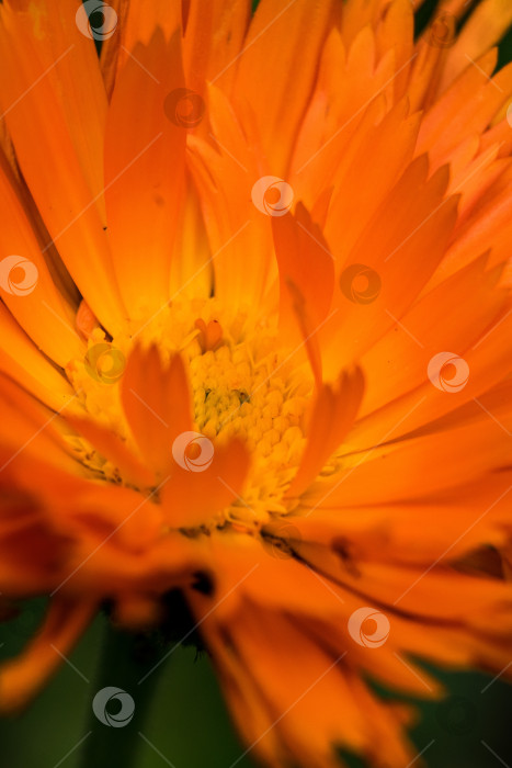 Скачать календула фотосток Ozero