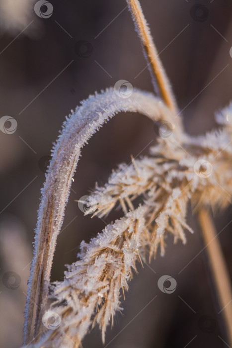 Скачать трава в инее фотосток Ozero