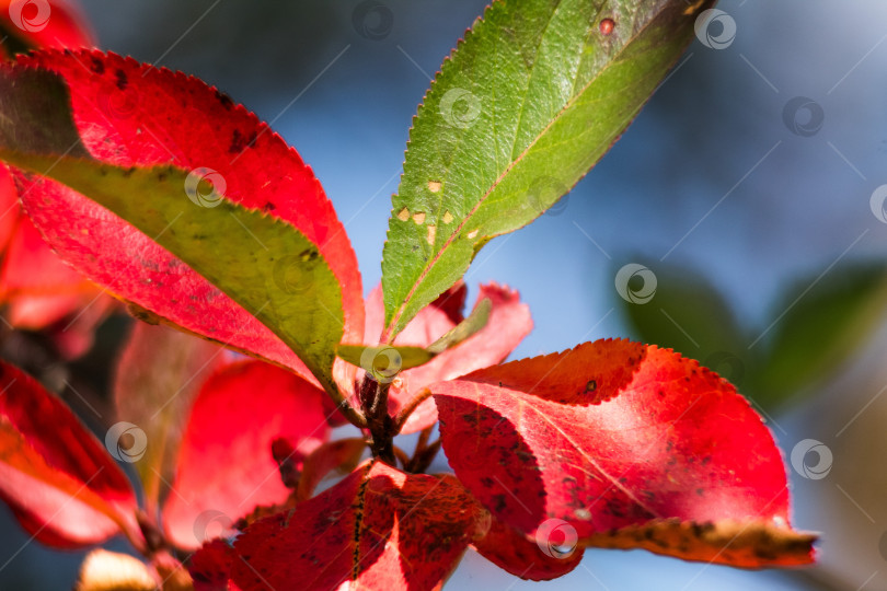 Скачать осеннее фотосток Ozero