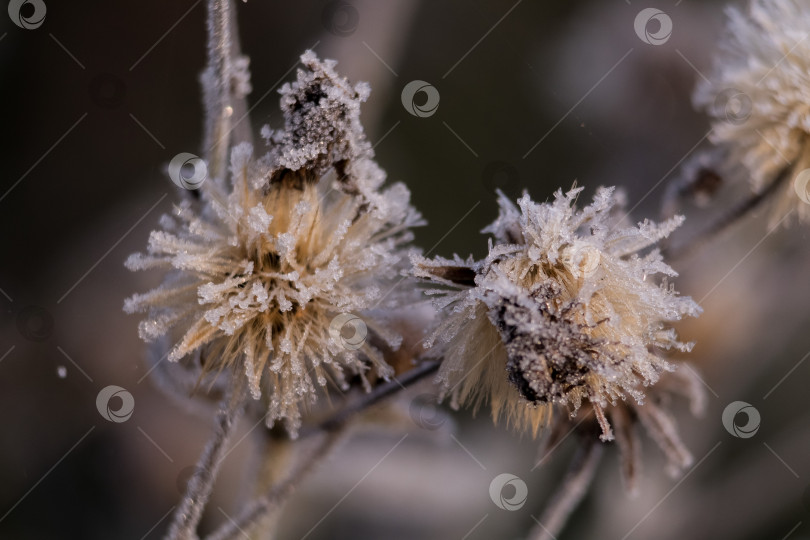Скачать цветы в инее фотосток Ozero