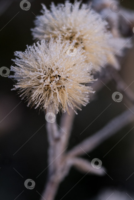 Скачать цветок покрытый инеем фотосток Ozero