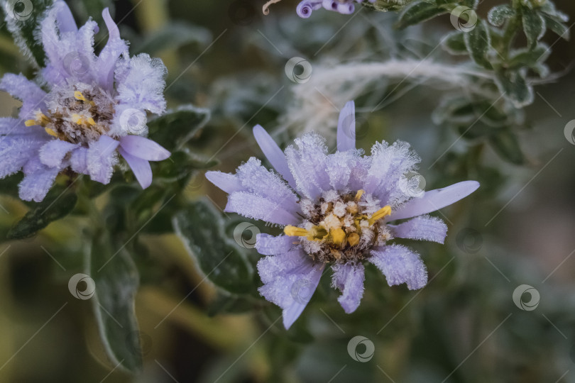 Скачать цветы в снегу фотосток Ozero