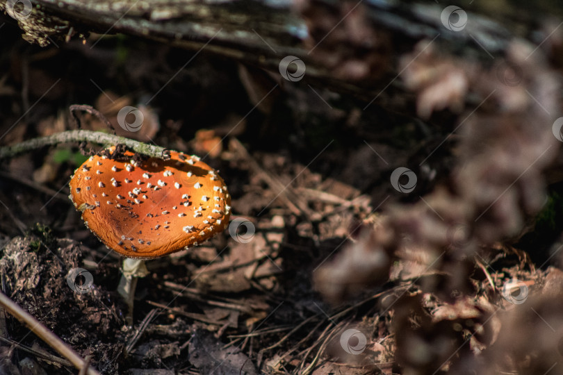 Скачать мухомор в лесу фотосток Ozero
