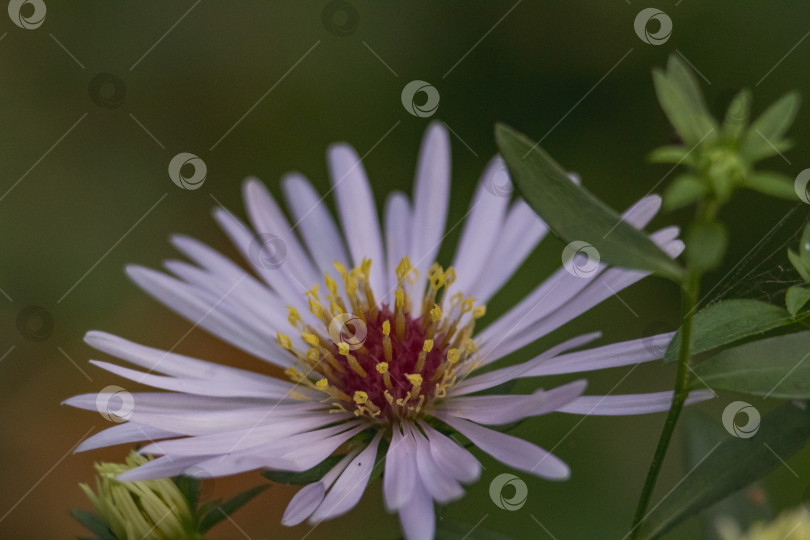 Скачать ромашковая астра фотосток Ozero