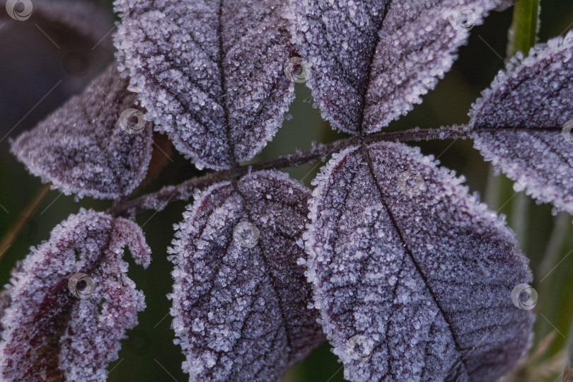 Скачать листья в инее фотосток Ozero