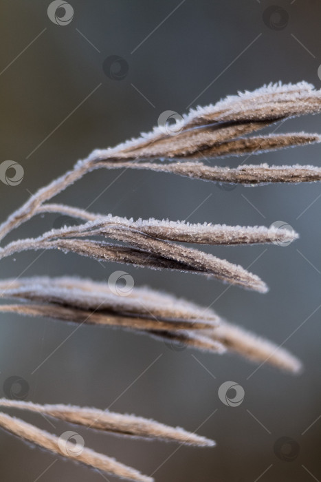 Скачать растение в инее фотосток Ozero