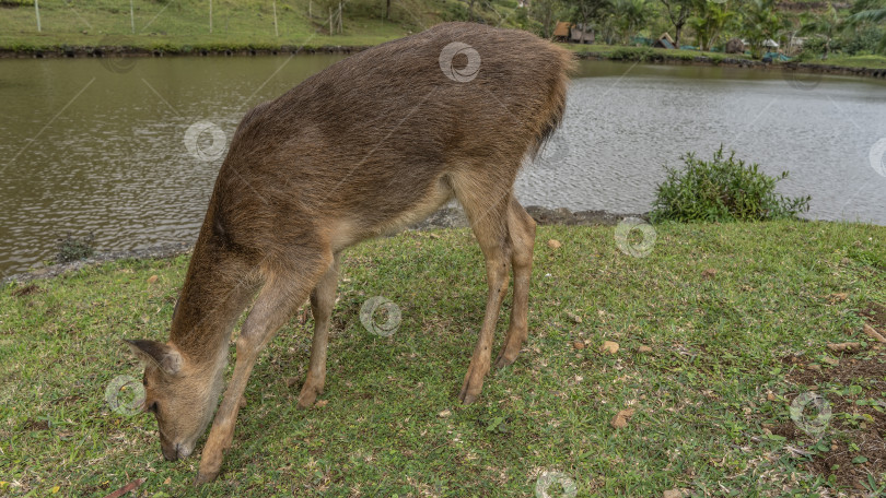 Скачать Олень Rusa Cervus timorensis пасется на зеленом лугу у пруда. фотосток Ozero