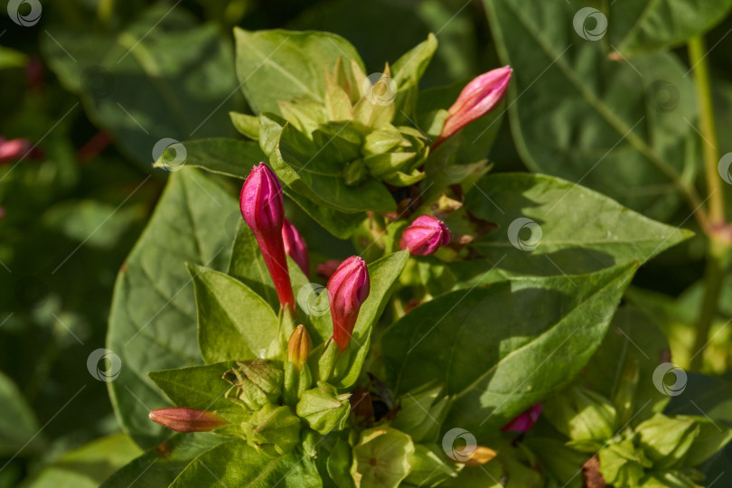 Скачать Яркий цветок мирабилиса (лат. Mirabilis jalapa) крупным планом в летнем саду. фотосток Ozero
