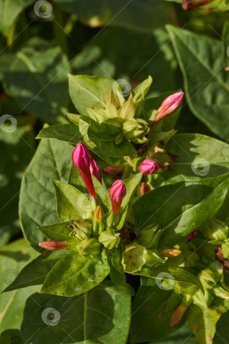 Скачать Яркий цветок мирабилиса (лат. Mirabilis jalapa) крупным планом в летнем саду. фотосток Ozero
