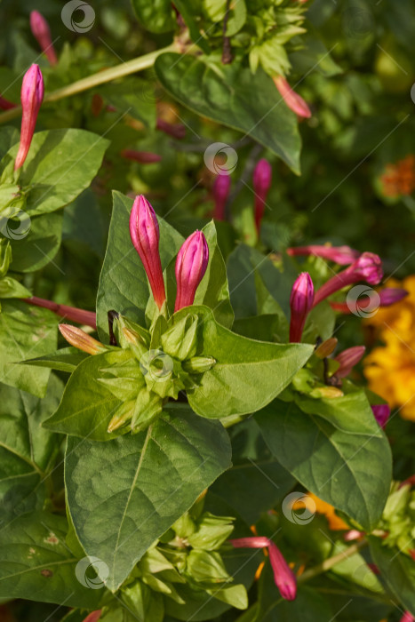 Скачать Яркий цветок мирабилиса (лат. Mirabilis jalapa) крупным планом в летнем саду. фотосток Ozero