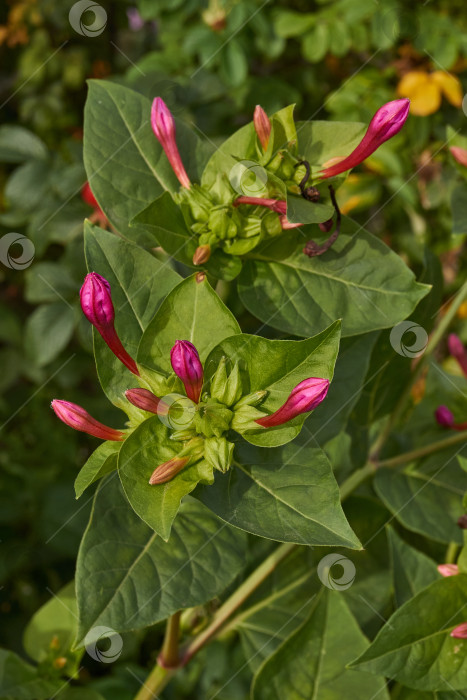 Скачать Яркий цветок мирабилиса (лат. Mirabilis jalapa) крупным планом в летнем саду. фотосток Ozero
