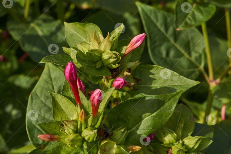 Скачать Яркий цветок мирабилиса (лат. Mirabilis jalapa) крупным планом в летнем саду. фотосток Ozero