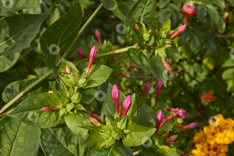 Скачать Яркий цветок мирабилиса (лат. Mirabilis jalapa) крупным планом в летнем саду. фотосток Ozero
