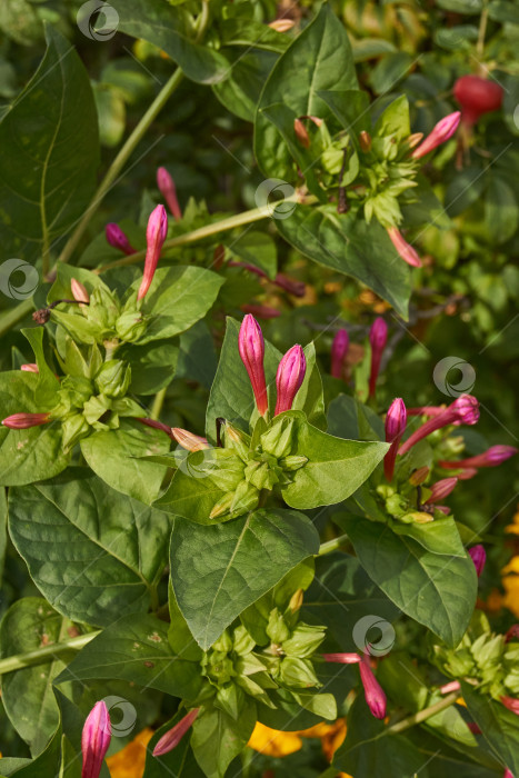 Скачать Яркий цветок мирабилиса (лат. Mirabilis jalapa) крупным планом в летнем саду. фотосток Ozero
