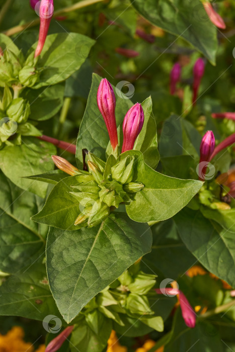 Скачать Яркий цветок мирабилиса (лат. Mirabilis jalapa) крупным планом в летнем саду. фотосток Ozero