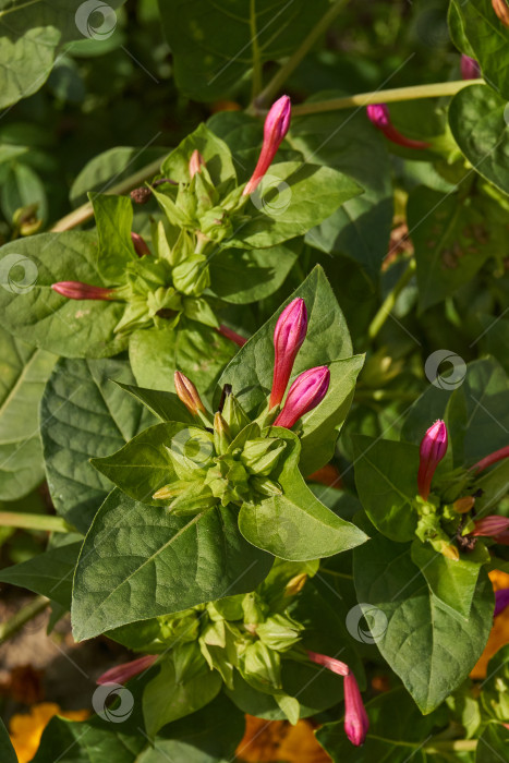 Скачать Яркий цветок мирабилиса (лат. Mirabilis jalapa) крупным планом в летнем саду. фотосток Ozero