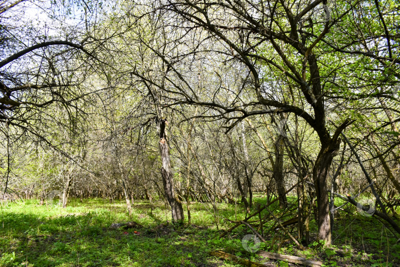 Скачать Старые деревья. фотосток Ozero