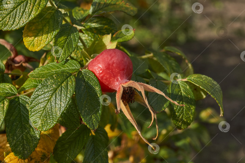 Скачать В саду расцвел шиповник (лат. Rosa) и созрели плоды. фотосток Ozero