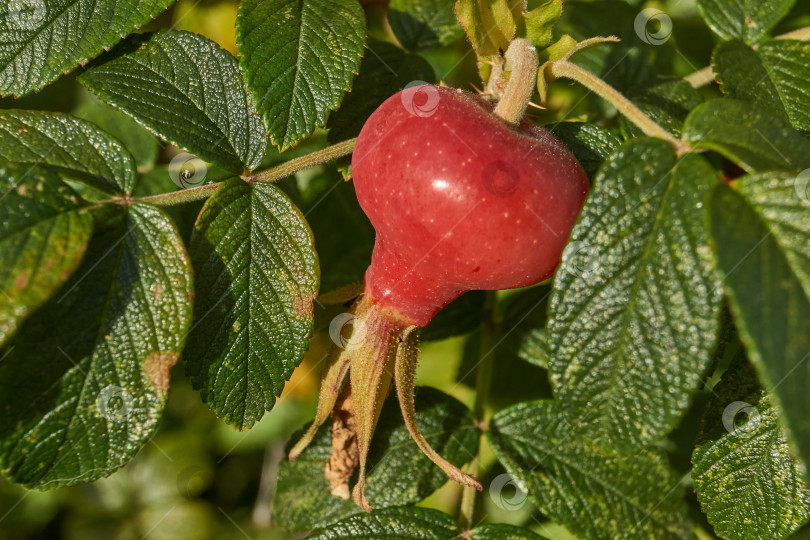 Скачать В саду расцвел шиповник (лат. Rosa) и созрели плоды. фотосток Ozero